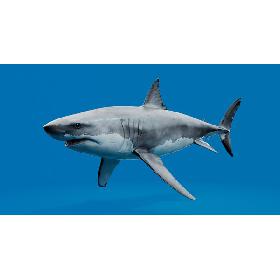3D White Shark model